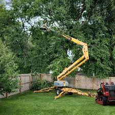 Best Emergency Tree Removal  in Crane, MO