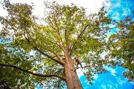 Best Tree Preservation Services  in Crane, MO