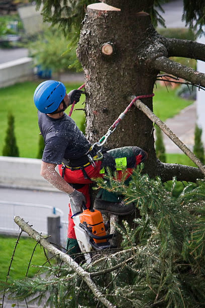 Best Arborist Consultation Services  in Crane, MO