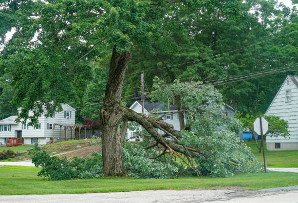 Best Storm Damage Tree Cleanup  in Crane, MO