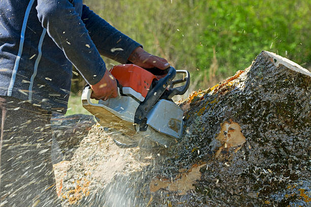 Best Tree Mulching  in Crane, MO